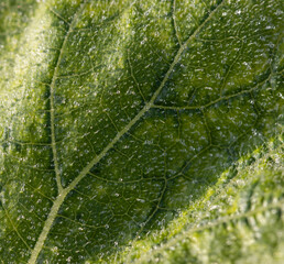 small drops of water on a rough leaf