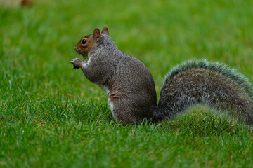 squirrel eating nut