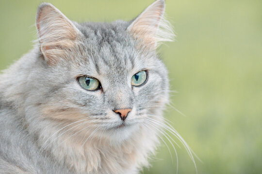 Portrait of beautiful cat. Gray fluffy kitty with green eyes on natural background, selective focus. High quality photo