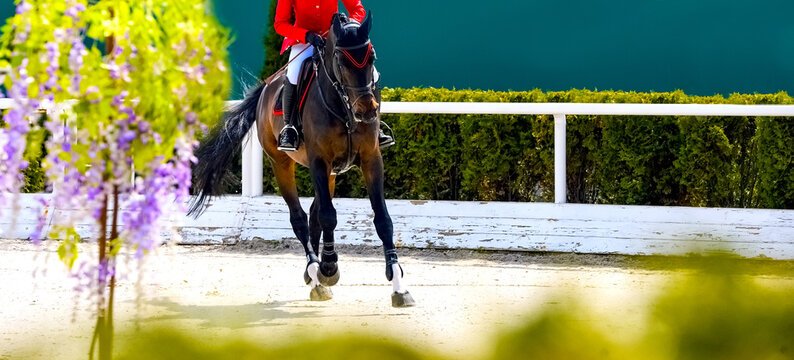 Beautiful girl on sorrel horse in jumping show, equestrian sports. Light-brown horse and girl in uniform going to jump. Horizontal web header or banner design.