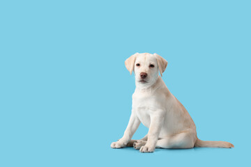 Cute Labrador puppy on color background