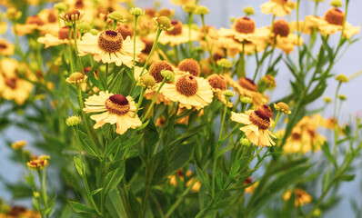 Gelenium yellow large flowers ,chamomile, on a clear sunny day on a blue background