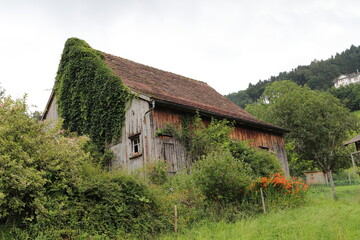 Fototapeta premium lei old house overgrown with ivy
