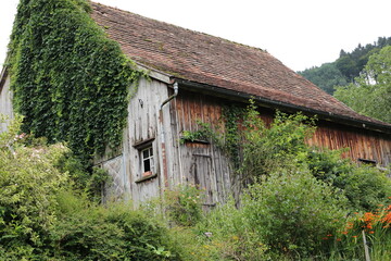 Fototapeta na wymiar lei old house overgrown with ivy