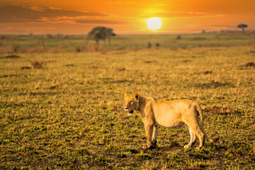 Big lion lying on savannah grass. Landscape with characteristic trees on the plain and hills in the background