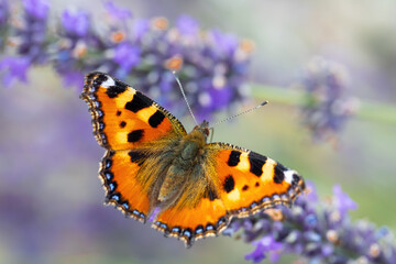 Obraz premium Small tortoiseshell, beautiful butterfly (Aglais urticae) on lavender. Europe, Czech Republic wildlife