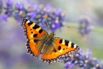Small tortoiseshell, beautiful butterfly (Aglais urticae) on lavender. Europe, Czech Republic wildlife © ArtushFoto