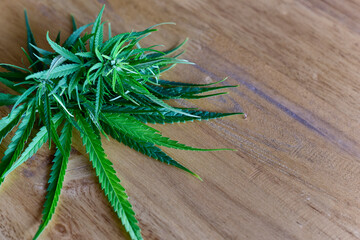 Medical Marijuana on the wooden table. Commercial Marijuana Grow Operation. Copy space