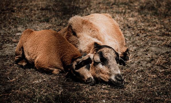 Dwa śpiące i odpoczywające zwierzęta, matka i dziecko