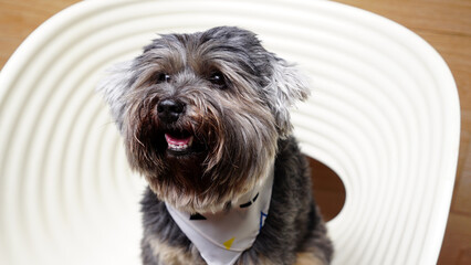 Black small mixed breed dog smiling on white chair with timber background