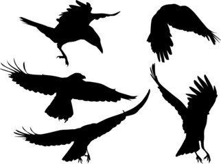 group of five crows black silhouettes