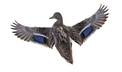 mallard dark female duck with large wings
