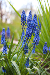 blue hyacinth flowers
