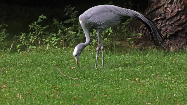 The Blue Crane, Grus paradisea, is an endangered bird specie endemic to Southern Africa. It is the national bird of South Africa