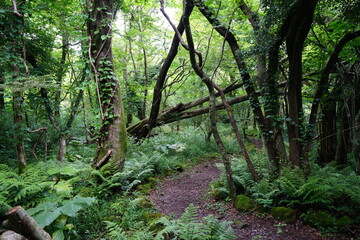 a flourishing summer forest with a path