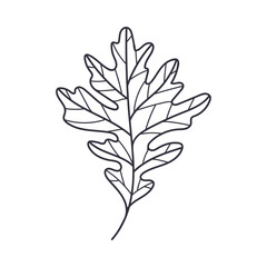 Hand Drawn Autumn Oak Leaf Contour or Outline Vector Illustration