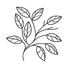 Hand Drawn Autumn Leaf Contour or Outline Vector Illustration