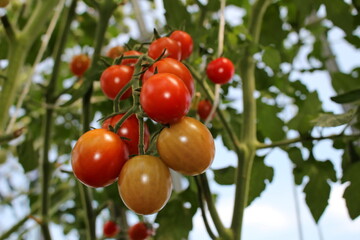 beautiful red tomatoes growing on a green bush in the garden