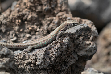 Atlantic lizard with turquoise blue specks