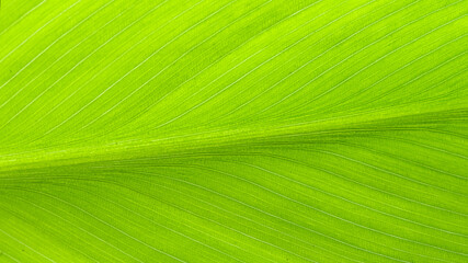 close up of green leaf texture background