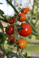 beautiful red tomatoes growing on a green bush in the garden