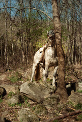 Obraz premium Caballo frotándose la cabeza contra un árbol