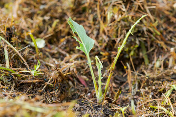 Detail of small kohlrabi plant eaten away by snails in mulch bed