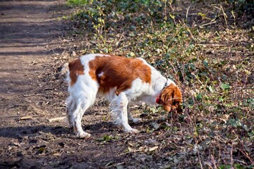dog in the forest