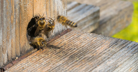 Biene kehrt zurück zu Bienenstock - obrazy, fototapety, plakaty