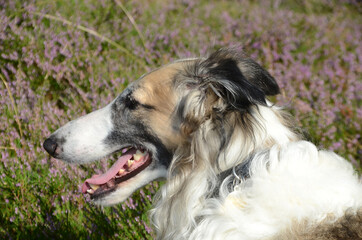 Side view of a Borzoi's long shaped head with heather as background.