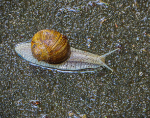 Weinbergschnecke auf Asphalt