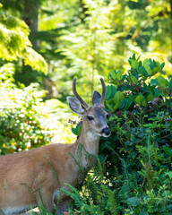 Young buck in the green bushes