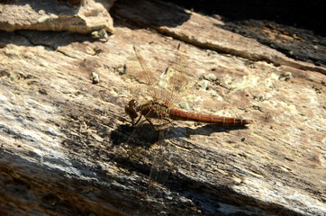 Red dragon fly Leucorrhinia dubia sits in sunlight on decayed tree trunk