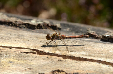 Red dragon fly Leucorrhinia dubia sits in sunlight on decayed tree trunk