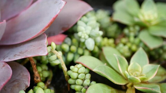 Succulent plants collection, gardening in California, USA. Home garden design, diversity of various botanical hen and chicks. Assorted mix of decorative ornamental echeveria houseplants, floriculture.