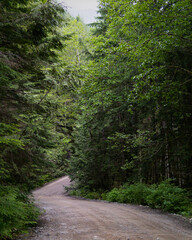 Obraz premium Winding road through the vast growing forest