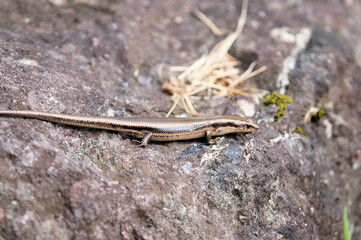 ニホントカゲ　夏