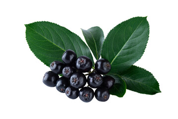 Chokeberry (aronia) bunch with leaves isolated on white.