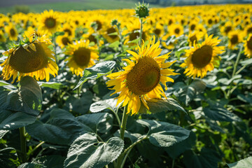 Sunflower field with beautiful yellow flowers on it close up