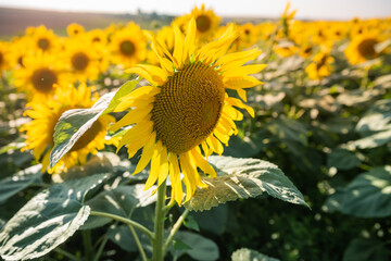 Sunflower field with beautiful yellow flowers on it