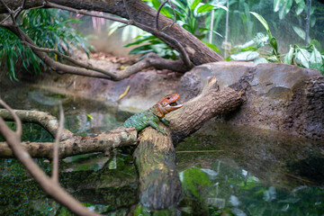シンガポールの観光名所を旅行する風景 Scenes from a trip to Singapore's tourist attractions 
