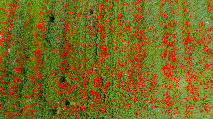 Aerial view of agricultural field with red blooming poppy flowers in green plants on sunny day