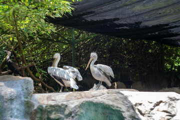 シンガポールの観光名所を旅行する風景 Scenes from a trip to Singapore's tourist attractions 