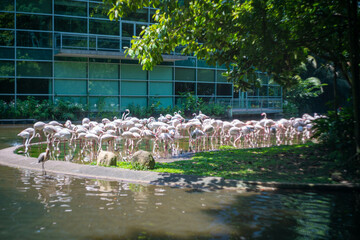 シンガポールの観光名所を旅行する風景 Scenes from a trip to Singapore's tourist attractions 