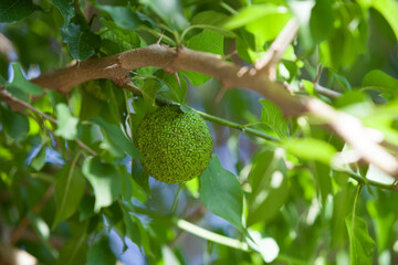 Green fruit of maclura pomifera (adam's apple, osage orange, horse apple) grow in wild on tree....