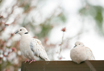 Two white pigeons (eurasian collared doves) perched on a door frame in front of  a blossom tree in Adelaide, South Australia