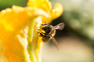 Honey bee on yellow flower. Gathering pollen. Apis mellifera