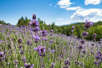Naklejka premium fields of lavender with an intense purple color, photographed in July just before harvest