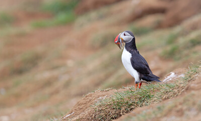 Puffin with sandeels on Iceland