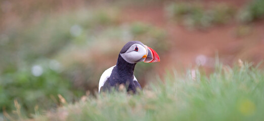 The atlantic puffin lives on the ocean and comes for nesting and breeding to the shore. They are seen in big numbers on Iceland